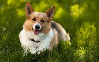 Corgi Wallpaper