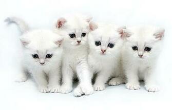 Cute Cartoon Cat Wallpaper Imagenes