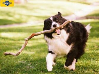 Border Collie Wallpaper