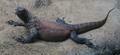 Lizards Image Alligator Lizard Wallpaper And Background