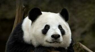 Panda Very Beautiful Pictures Photos And Wallpaper