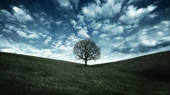 Oak Tree Crow Landscape Wallpaper High Quality