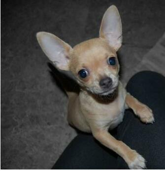 Chihuahua Puppies Tan Puppy Training