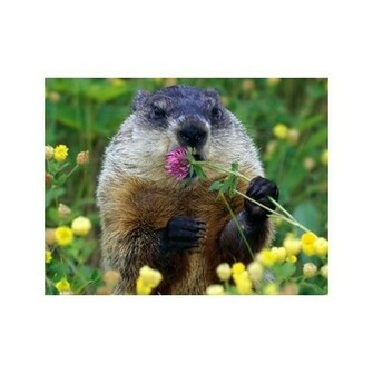 Groundhog Day Background Eating Flower