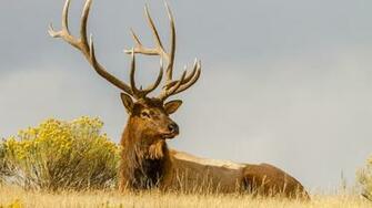 Deer Squatting In The Bushes Wallpaper Widescreen