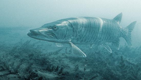 Frigid Cold Water Muskies In Fisherman