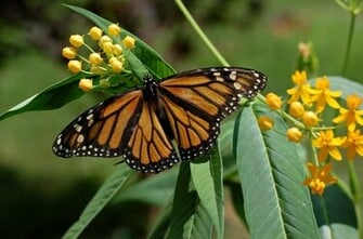 Monarch Butterfly Wallpaper HD