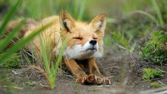 Cute Baby Fox Widescreen And Full HD Wallpaper