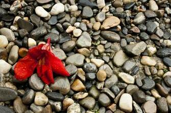 HD Pebble Wallpaper Full Pictures