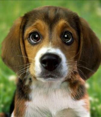 Puppy Beagle Live Wallpaper Apk V Full Version Pc