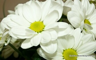 New Flower Wallpaper Feb Screensavers And Background