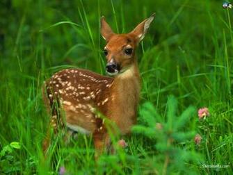 Deers Wallpaper