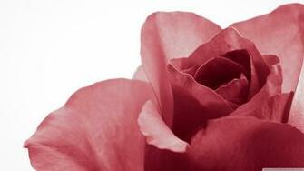 Pure 4k HD Desktop Wallpaper For Ultra Tv Tablet