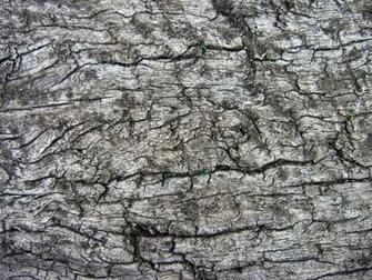 Weathered Wood Development