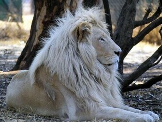 White Lion Wallpaper Desktop HD In Animals Imageci
