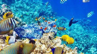 Underwater HD Wallpaper For Pc 4k Your