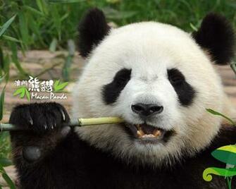 Panda Eating Bamboo Request By Masterpanda Only I Drew A Baby Cf