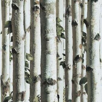 Silver Birch J21517 Forest Tree Grey Wood Twig Muriva Wallpaper
