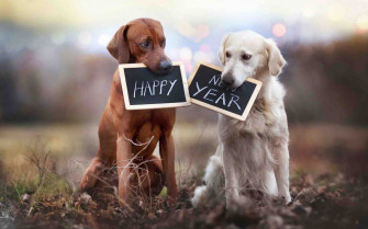 Happy New Year Cute Dogs Wide Wallpaper Net Sit