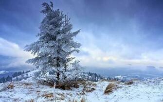 Fir Tree Winter Mac Wallpaper