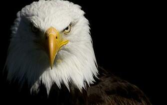 Desktop Wallpaper Of American Eagle Computer