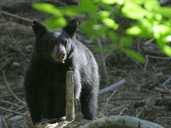 Black Bear Wallpaper Pictures