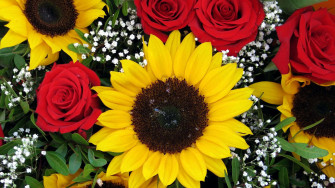 Sunflowers And Roses 09at5gudxhuxtqkn Wallpaper