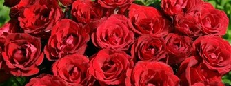 Red Roses Dual Monitor Wallpaper