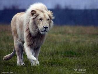 White Lion Wallpaper Christian And Background