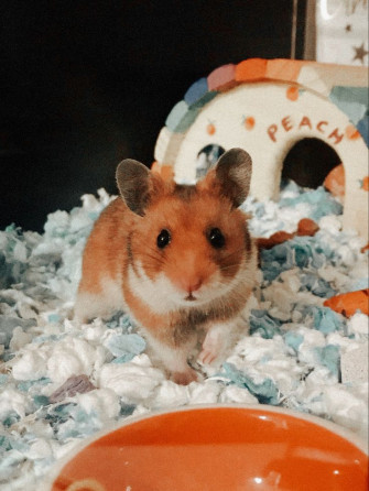 Georgi On Cute Animals Hamsters