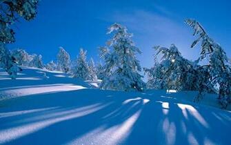 Winter Wonderland Dreamy Snow Scene Wallpaper