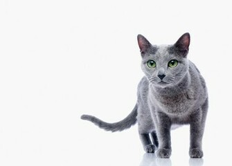 Cat Russian Blue On White Background Is A Photograph By Ultra F