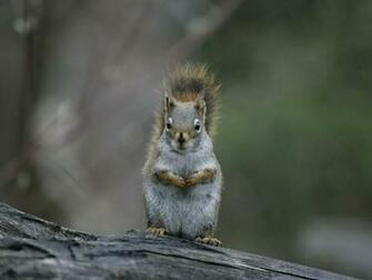 Amazingly Cute Squirrel Wallpaper Desktophive