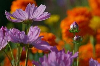 Nice Wonderfull Yellow Flower Image