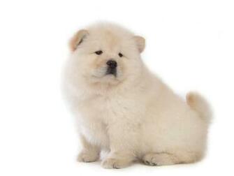 Chow HD Wallpaper