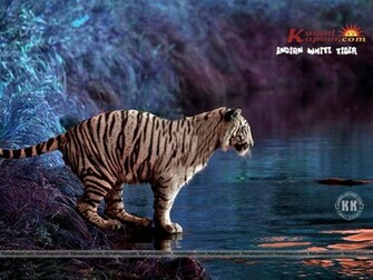 Indian Wallpaper White Tiger Beautiful