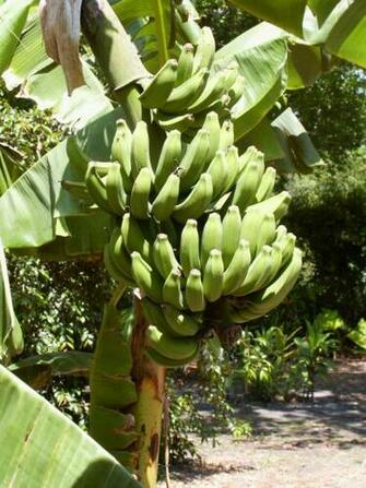 Banana Tree Plant Product Res And Price Comparison