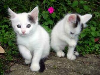 Cute Cat Desktop Wallpaper