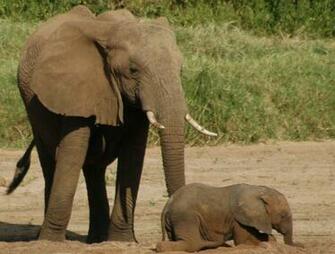 Pics Photos Baby Elephant HD Wallpape