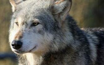 Wolf Wallpaper
