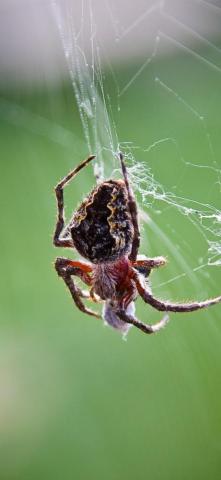 Wallpaper Spider Insect Web UHD 4k Picture Image