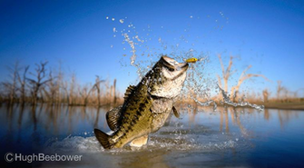 Big Bass Blunder Beebower Productions Old West Art