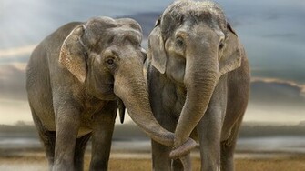 Elephant Computer Wallpaper Desktop Background Id