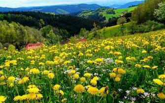 Noire Montagnes Nature Fleurs Dans La For T Mat Riel Photo