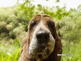 Basset Hound Portrait Photos Wallpaper No