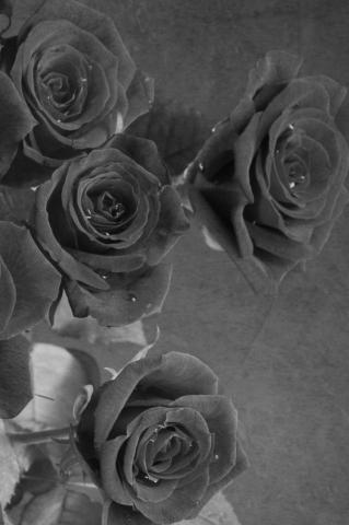 Black And White Rose Wallpaper iPhone Good Night Image Flowers