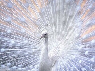 White Color Peacock Picture HD Wide Screen Wallpaper
