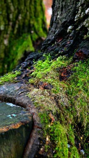 Green Tree Winter Wallpaper For Htc Desire