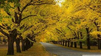 Now Fall Of The Year Wallpaper 1080p HD Read Description