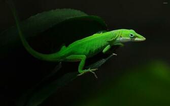 Gecko Wallpaper X Net